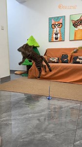 🦅 Stimulation naturelle Réveille l’instinct de chasseur de votre chat avec un mouvement réaliste et fluide de l’oiseau. 🎯 Occupe et apaise Idéal pour les chats stressés ou seuls à la maison : réduit l’ennui et les comportements destructeurs. 🧲 Fixation sans effort La ventouse se fixe solidement sur toutes les surfaces lisses (sol, mur, table) en quelques secondes. 💪 Tige souple et résistante Flexible mais solide, elle supporte les bonds et griffades sans se casser. 🐾 Interaction mains-libre