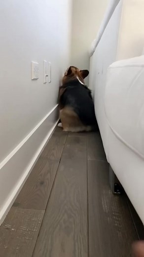 Corgi Twerking GIF Compilation | Funny Dog Videos