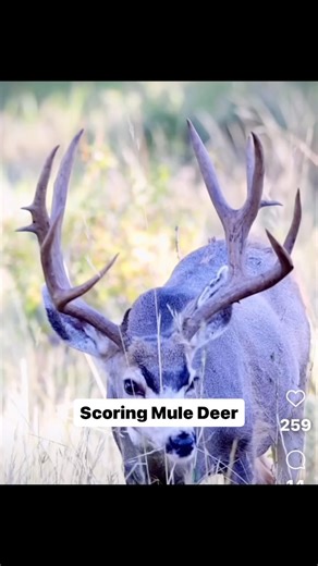 Mule Deer Scoring and Field Judging A mule deer bucks gross score is the total of these measurements: 1) length of points (44% of total score) 2) length of main beams (26% of total score) and 3) mass measurements (18% of total score (4 per side) and 4) inside spread (12% of total score). My guess: holy smokes talk about a grower. Give that deer another year I’ll bet he has chance to blow up. Air judge I say 175-178 Small frame. Narrow inside at 18. Definitely inside his ears a ways. I think 11.5