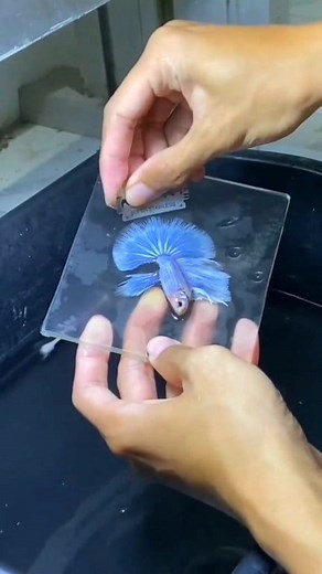 #bettafish #betta #bettatank #bettatok #bettalover #bettafishtank #betta #bettafishlove #betta #bettafishcommunity #betta #bettafishbreeding #betta #bettafishthailand #betta #bettafishcare #fighterfish #fishing #fish #fishinglife #fishingislife #fishingtrip #fishingvideos #fisherman #aquarium #aquariumhobby #aquariumlife #aquariumfish #aquariumsofinstagram #aquariummaintenance #beautifulfish #beautifulfishes #colourfulfish #colourfulfishes #colorfulfish #reelsfb #shorts #videos #virals | 𝐒.𝐌 �