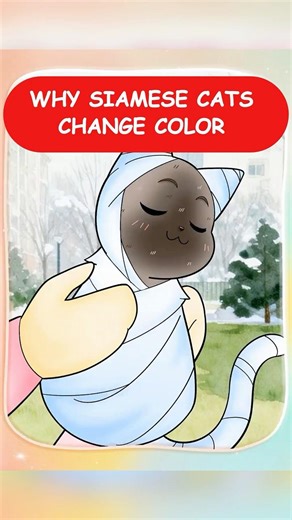Why Siamese Cats Change Color 😼