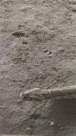 Python Live #python #snake #animals #animalphotography