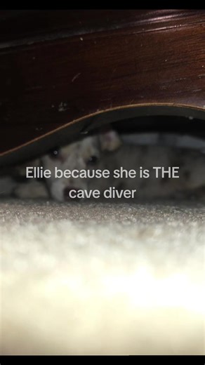 Luis's Dapple Dachshund Ellie Mae: The Cave Diver