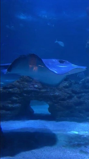 Exploring AQWA Perth 🐠 | Western Australia’s Amazing Aquarium Tour