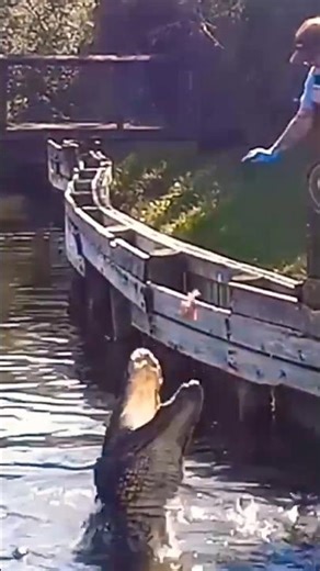 Alligator Feeding Time (Alligator Adventure Myrtle Beach, SC)