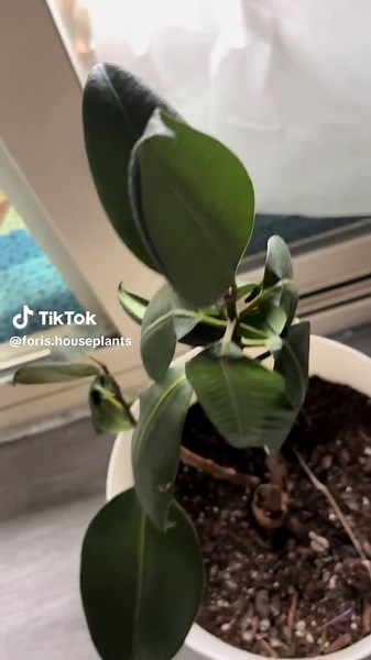 foris h (@foris.houseplants)’s videos with оригинальный звук - foris h