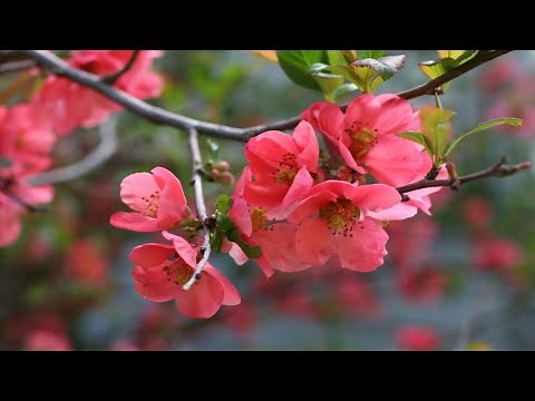 Flowering Quince (Chaenomeles) Growing Guide & 1 Year Update on one growing from bare root ~ Ep 113