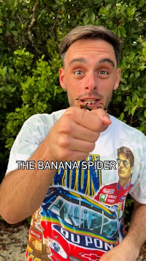 Ben Friedman on Instagram: "This is the BANANA SPIDER and it has incredible manners!!!"
