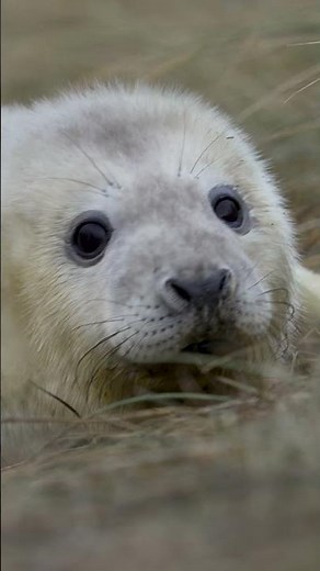 Grey Seal Pups’ First Weeks on the Norfolk Coast 🦭