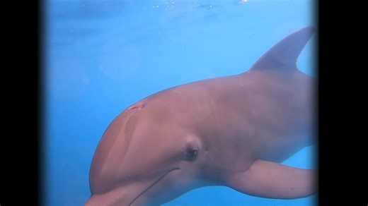 5.1K views · 53 reactions | Do you hear that buzzing sound? That is...