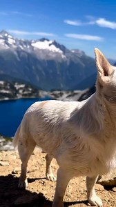 28K views · 2K reactions | Wild and Free | Chihuahua Lovers | Facebook