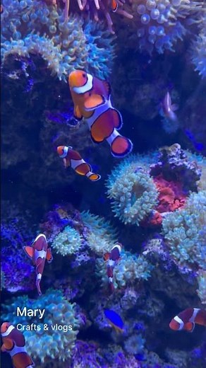 Finding Nemo in Real Life!Tennessee AquariumI Clownfish at the Tennessee Aquarium