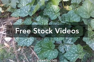 Open Park Videos, Download The BEST Free 4k Stock Video Footage & Open Park HD Video Clips