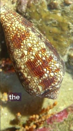 The Snail That Can Kill You in Minutes 😳☠️