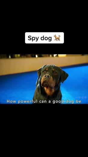 The Amazing Feats of Mcgrady the Dog in the Obstacle Race