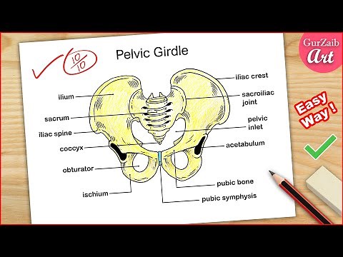 How to Draw Pelvic Girdle Labelled diagram / Pelvis bone drawing easy / CBSE