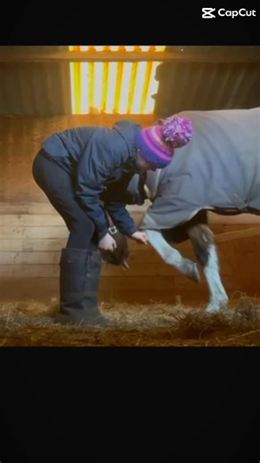 Margies new trick#horse #slomo #horsetricks #viral #equestrian #mountedgames #pony #fypシ #funnyhorse