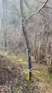 Aujourd'hui, mes P'tits Hound étaient invités.... 📯🌲🐾🍂🦌 Un territoire bien moins pentu qu'à leur habitude, c'est cool 😅 Merci à Claire, Marcel, Jean-Pierre et leur équipe pour l'accueil chaleureux 🙏 📹 Manu 😘 | Basset Hound / élevage des Côtes de la Saunade
