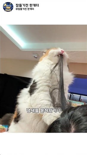 고양이혀에 옷이 떨어지지 않는 이유