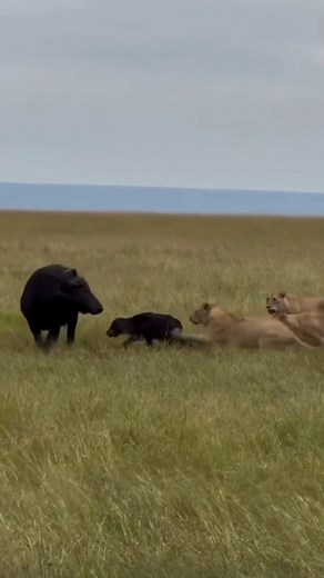 Brave Buffalos’ Fights Off Lion to Save Calf #buffalo #lions #intense #dramatic #wildlife #wildanimals #animals #nature #naturelovers | Wild Wonders