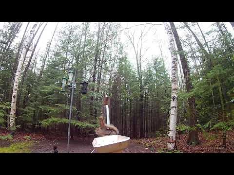 Up close on Homemade squirrel launcher