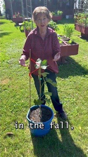 Fig Tree In Minnesota #fruit