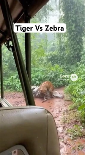 Tiger Attacks On Zebra