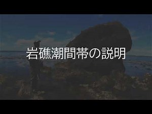 Rocky shore survey: Vertical distribution of reef intertidal zone part 1