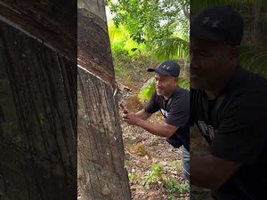 Paano mag topping ng rubber tree