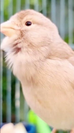 Canary Singing Training For First Time Young Canary | Best Canary Singing For Training