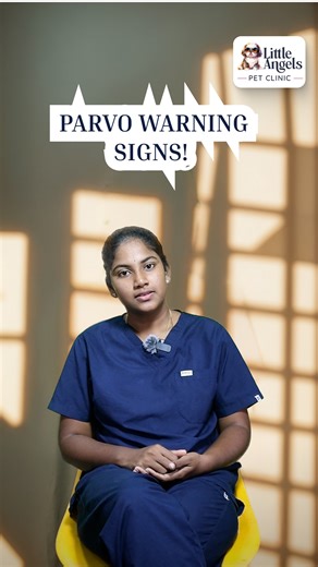 Parvovirus (Parvo) is a serious and highly contagious disease, especially in puppies. Early recognition of symptoms can save your pet’s life. 🚨 Watch Out for These Parvo Symptoms: ✅ Severe vomiting ✅ Bloody or watery diarrhea ✅ Sudden loss of appetite or lethargy ✅ Fever or low body temperature ✅ Weakness or difficulty standing ✅ Rapid dehydration ✅ Unusual behavior or excessive whining ⚠️ Important: If you notice any of these signs, seek veterinary care immediately. Early intervention is criti