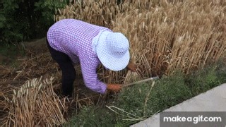 Wheat Harvest By Hand With Sickle In 2020 on Make a GIF