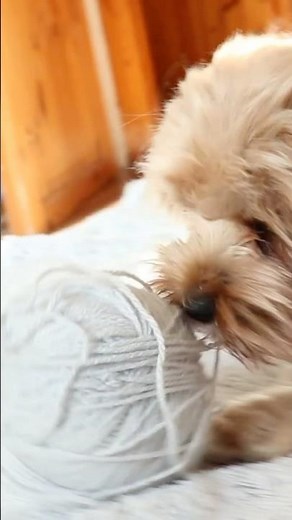 Too Cute! 🐶 Watch This Dog Try Knitting for the First Time! 🧶