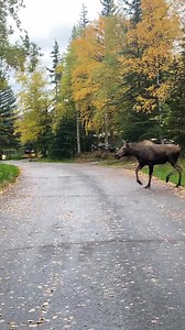 4.2M views · 112K reactions | Rutting/matting season in alaska can be...