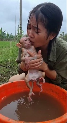 Can't help big belly baby monkey