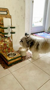 My ears are clearly food magnets, because without Mom's strategic ear-pulling technique, I'd be munching on a mouthful of my own fur instead of my delicious dinner! 😋🍲😂 🐾 🐾 🐾 🐾 #reels #shihtzu #dog | Lacey Shih Tzu