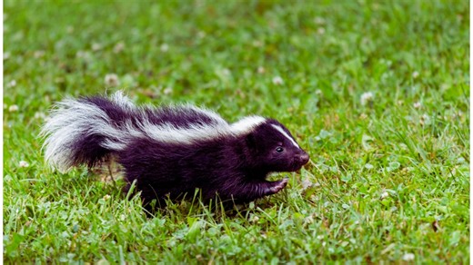 Rabid skunk trapped by N.J. residents after encounter with two dogs