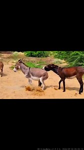 How Breeders Mate Mares: Little Horse Mating Basics
