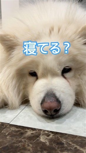 寝はじめたソフィア、起きてるかな？寝てるかな？カメラを近づけて様子をみてみよー！#サモエドのいる生活 #サモエド #寝起き