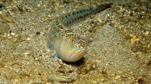 Warning as venomous fish with ‘excruciating stings’ spotted on Scots shore