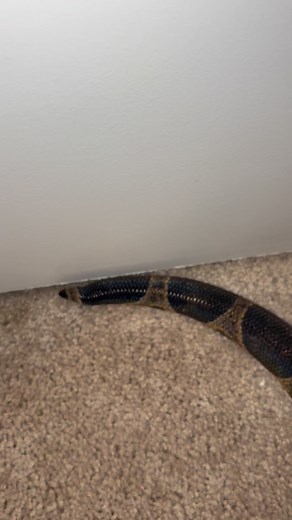 Rainbow boa🌈 #RainbowBoaBeauty #IridescentScales #ColorfulReptile #ScalyBeauty #ExoticBeauty #NatureInColor #ShinyScales #BeautifulBoa #PetGoals #ReptileVibes #ReelPets #ReptileReels #ExoticPetReel #PetVideo #ReptileVideo #ReptileContent #ExploreReptiles #ReptileLife #SnakeReels #ViralReptiles | Z&C Scales and Tails