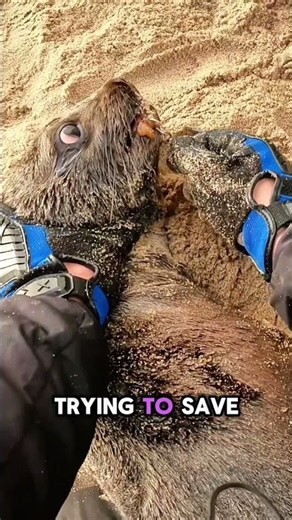 Everyone Thought They Were Hurting the Seal Until They Saw the Hook 😳