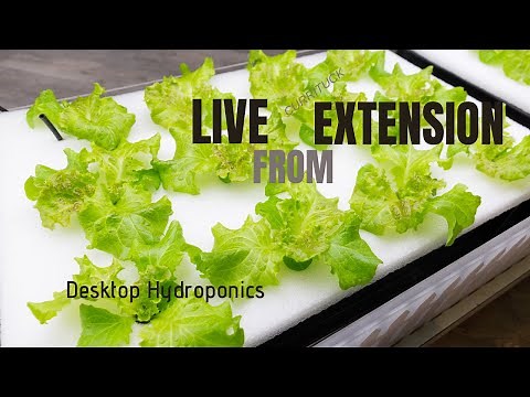 No Soil, No Problem: Hydroponics for Kids