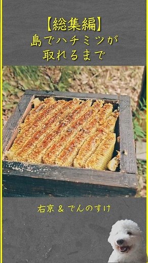 【総集編】島でハチミツが取れるまで｜巣箱DIY・分蜂捕獲・採蜜・蜜蝋づくりの半年 ショート