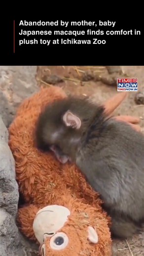 Punch, a baby Japanese macaque at Ichikawa City Zoo in Japan, is seen cuddling a plush orangutan toy for comfort after being abandoned by its mother. 🎥- @buitengebieden/X #TimesNow #TimesNowNews | TIMES NOW