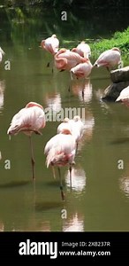 American flamingo, phoenicopterus ruber standing with one foot in the shallow water environment, resting and sleeping with its bill tucks under the
