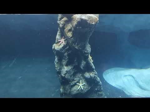 Tenerife - Loro Park penguins 2025-12-29 121105