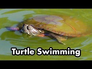 Painted Turtle Swimming In The Pond