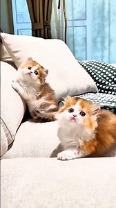 The most kawaii kitten on your feed today ✨🐱 #cat #kitten