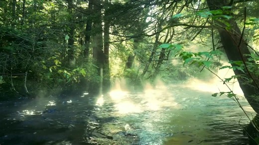 Beautiful Rainforest & Nature Relaxing Green Paradise